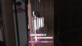 里親募集中　狆　男の子