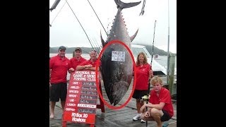 Enormous 907 pound World Recorld Tuna Caught In New Zealand