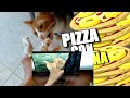 hago pizza de piÑa con los nuevos gatos del canal wine xd resubido