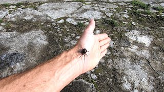 EXTRA LARGE female Noble False Widow spider - Ireland.