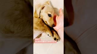 ㊗️3ヵ月おめでとう❣️子犬のLucaちゃん成長が凄い　#子犬 #ミニチュアダックスパピー #パピー #ミニチュアダックス子犬 #puppyvideo #puppy