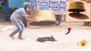 Best Funny Plastic Box Prank on Dog, Super Funny  Must watch @MisterFunTube