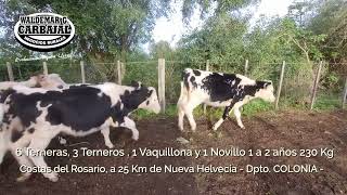 Entrada 59 (Cert - 6162) -  6 Terneras, 3 Terneros , 1 Vaquillona y 1 Novillo 1 a 2 años 230 Kg