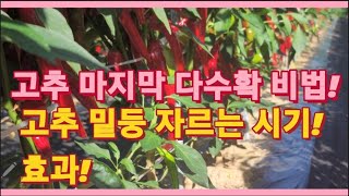 고추 다수확 비법은 고추 밑둥을 빨리 자르면 손해! 고추 마지막까지 다수확하는 방법!(농사의신)