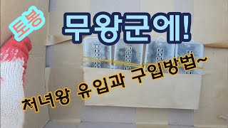 취미로하는 토종벌 처녀왕 유입방법 입니다~