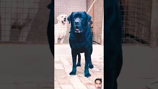 dog #short Black beauty #labrador #dog #love #shorts #trending  #viral #black #india