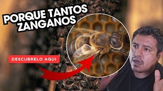 ¡DESCUBRE por qué aparecen tantos ZÁNGANOS en tus COLMENAS!