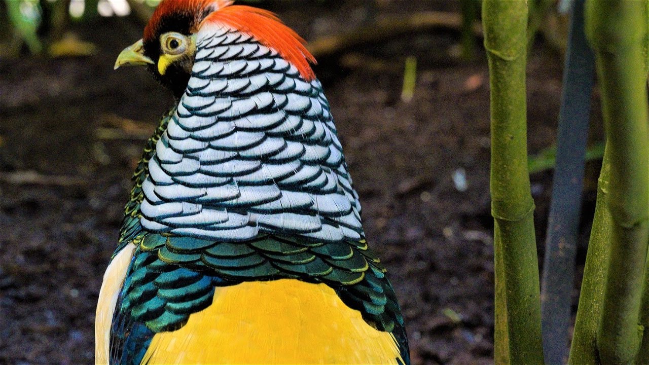 Birds Of A Feather | Bloedel Bird Conservatory In Queen Elizabeth Park ...