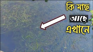 বিখ্যাত বিলের বিখ্যাত মাছ | খারশুর বিলের আপডেট | Bangladesh Fishing Club