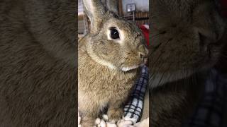 ご飯を食べてまったり中❣️🐰😋😁