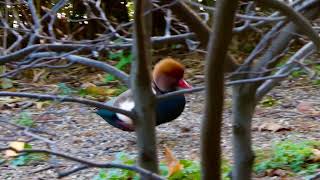 London wildlife, Autumn |  பறவைகள், லண்டன்,  இலையுதிர் காலம்