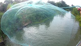 หว่านแหลูกครึ่งไทย-ฝรั่ง10ศอก บนสะพานสูง30M. เกือบไม่รอด! เพราะ? Cast Net Fishing in Isaan Thailand