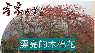 最漂亮的木棉花在石崗軍營 The Most Beautiful Cotton tree/ Bombax Ceiba trees in our military camp