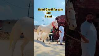 Nukri ghodi for sale   #horse #horselover #viralvideo #virelreels #trending #trandingshorts