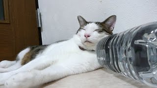 猫よけのペットボトルに群がる猫たちｗ効果ないのねｗ～Cat flock to cat repellent pet bottle.