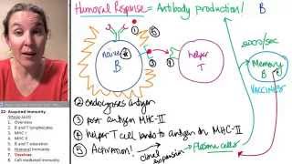 Acquired Immunity 7- Vaccines