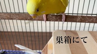 【巣箱にて】セキセイインコ一家  #vlog #セキセイインコ