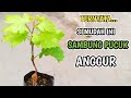 Cara Sambung Pucuk Anggur Paling Mudah‼️100% Berhasil✅#trending