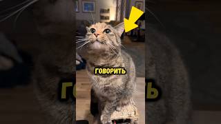 ⚠️ПЕРВЫЙ ГОВОРЯЩИЙ КОТ🤯