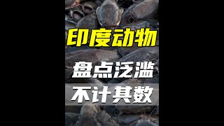 盤點印度氾濫的3種動物，印度牛高達3億隻，第1名更是不計其數