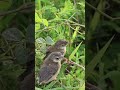 Baby bird waiting Feed in Nest Mother Bgrown bitd feeding EP#105  #birdslover #birdwatch #wildlife #