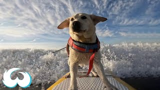 2-Year-Old Dog Surfs Like A PRO | Rippin Rosie The Surfing Dog