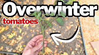 How to Overwinter Tomatoes Indoors (With & Without Grow Lights)