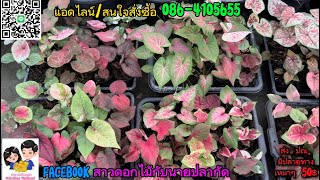 Ep.10❗️บอนสีสวยๆหลากหลายสายพันธุ์มาแบ่ง#สวนพงษ์พฤกสา#086-4105655