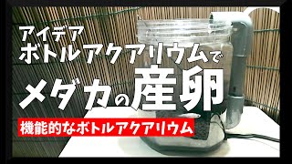 メダカの産卵をボトルアクアリウムで!機能性に優れたボトルアクアリウムをDIY【Japanese Medaka】