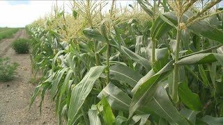 Drought concerns intensify across WNY