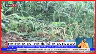 Aikari a Kinangop gũcererwo nĩ njogu iria itigĩte hathara ĩtahana, Nyandarua