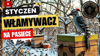 Włamywacz na Pasiece  - Pasieka SeBee