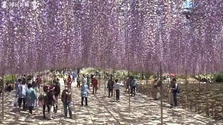 フジの花見ごろ　あしかがフラワーパーク