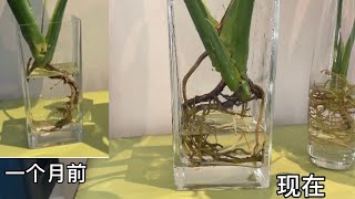 龟背竹分株转水培一个月进展。（长了不少新根）