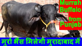 पंजाब की मुर्रा भैंस मिलेगी मुरादाबाद में | Murrah buffalo available in Moradabad Uttar Pradesh