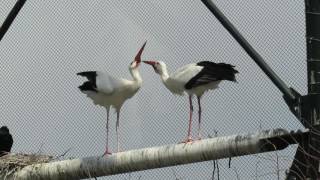 シュバシコウ（ヨーロッパコウノトリ）のクラッタリング  Clattering of European White Stork