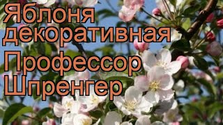 Яблоня декоративная Профессор Шпренгер 🌿 обзор: как сажать, саженцы яблони Профессор Шпренгер