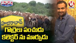 గొర్రెలు పంచుడు... కలెక్టర్ ను మార్సుడు | Govt Distributes Sheeps | V6 Teenmaar News