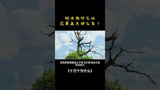 【十万个为什么】树木为什么比花草高大那么多？| 隔壁小哥_胡说八道 MR. HOO #一本正经胡说八道