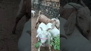 വെറൈറ്റി ഫാർമർ part 16 ആടുകൾക്ക് പാൽ വേണോ #farming #goat #short #shorts @uppayumkuttyolum5651