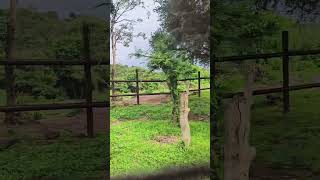 Bannerghatta geological park 12 #bannerghattabiologicalpark #zoo #animals #video #banglore