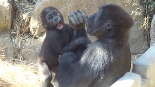 Gorilla⭐️Mom,Let me go! Genki firmly grasps Kintaro's legs who want to play with Gentaro.【Momotaro】