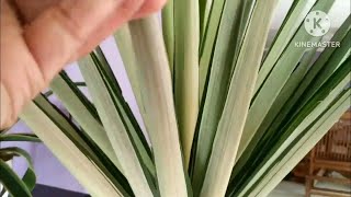 ഈ ചെടിയിൽ പൂക്കൾ  വന്നു കാണാം.( Yucca gloriosa )യിൽ |Tee Key Tee crafts, food and fashion |#vlog196