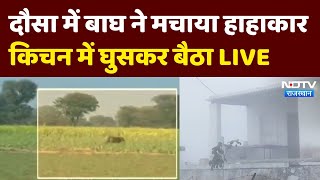 Dausa Tiger Attack News Live: दौसा में बाघ ने मचाया हाहाकार किचन में घुसकर बैठा | NDTV India