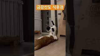 싸우다말고 갑자기 밥 #밥이보약#밥이최고#로얄캐닌#고양이#야옹이#cat#catlover