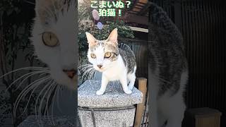 【狛猫こまねこ】 元野良猫のナギ君@yaho0k#shorts #猫 #kitten