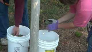 Harvesting grapes at Treynor winery