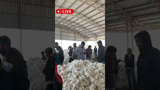 કપાસ ની હારાજી એપીએમસી માર્કેટ || cotton oxen in apmc yard #shorts