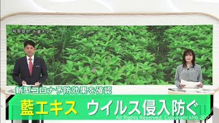 「あおもり藍」に新型コロナを予防効果？期待高まる(20220211OA)