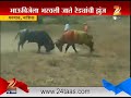 manmad nashik bull fight in traditional way